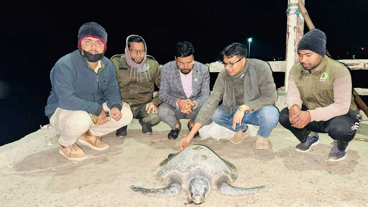বিপন্ন প্রজাতির একটি সামুদ্রিক মা কচ্ছপ উদ্ধার