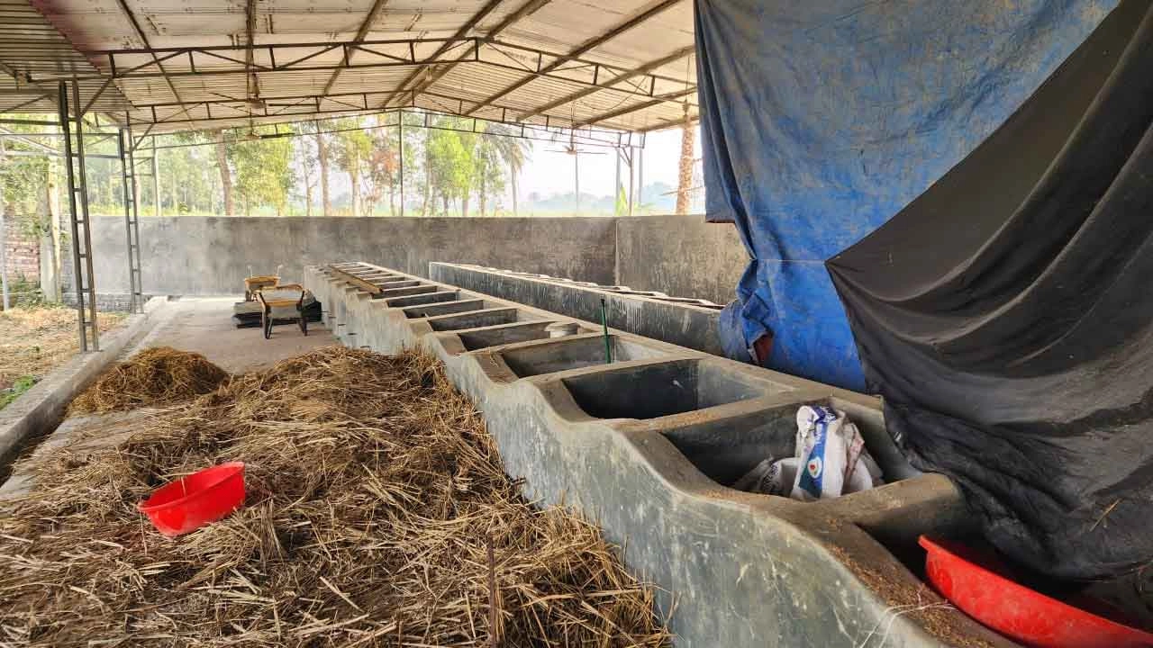 ঘাটাইলে গরু চুরি