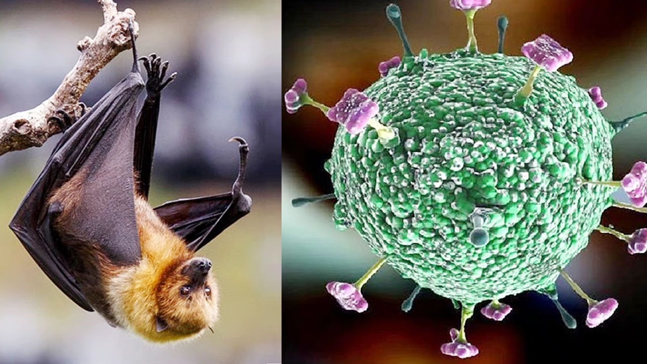 খেজুরের রস পানে ছড়াচ্ছে নতুন ভাইরাস, বিজ্ঞানীদের সতর্কতা 