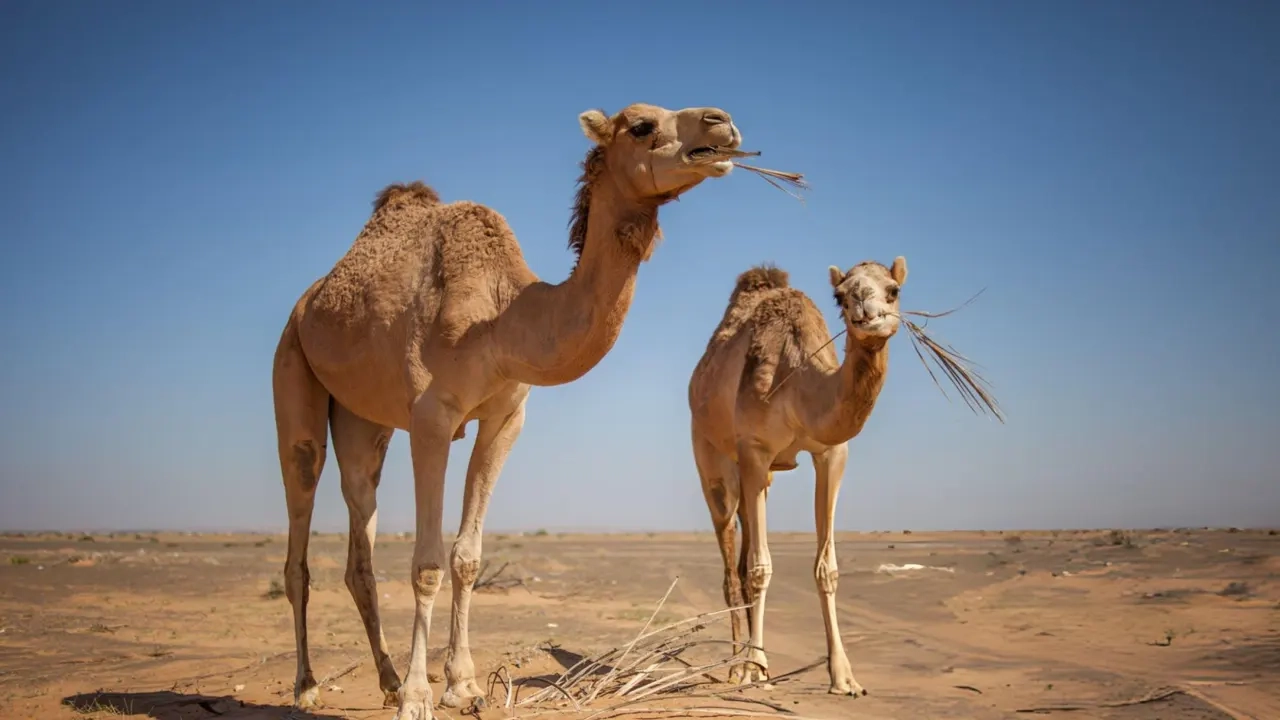 ছবি সংগৃহীত