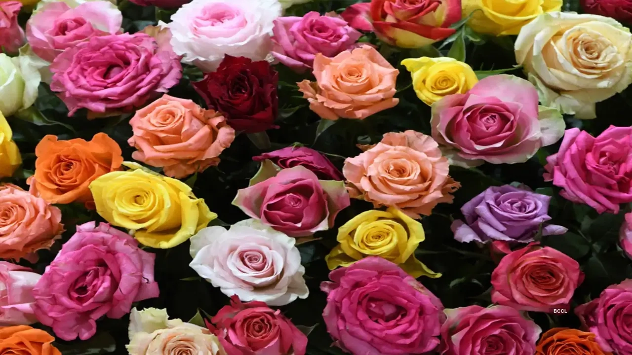 আজ রোজ ডে, জেনে নিন গোলাপের রঙের মানে
