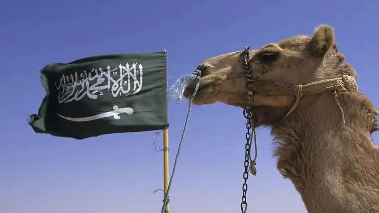 সৌদি আরব যেকারণে উটকে পাসপোর্ট দেওয়ার সিদ্ধান্ত নিয়েছে