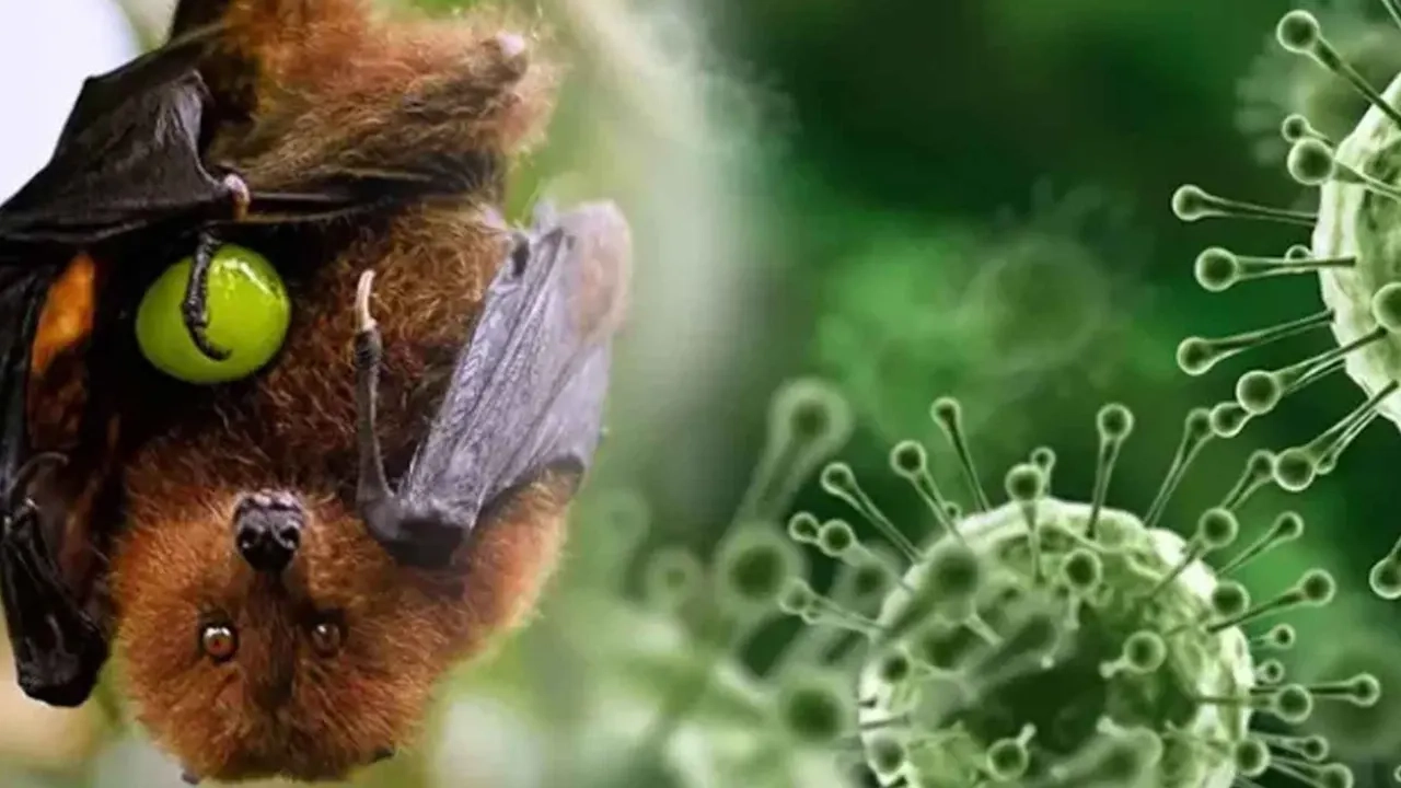 ভারতে নিপা ভাইরাসে আক্রান্ত হয়ে নার্সের মৃত্যু 