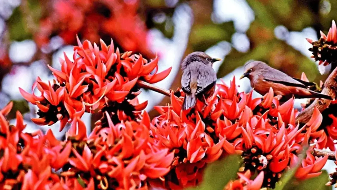 আজ পহেলা ফাল্গুন, ভালোবাসার দিন 