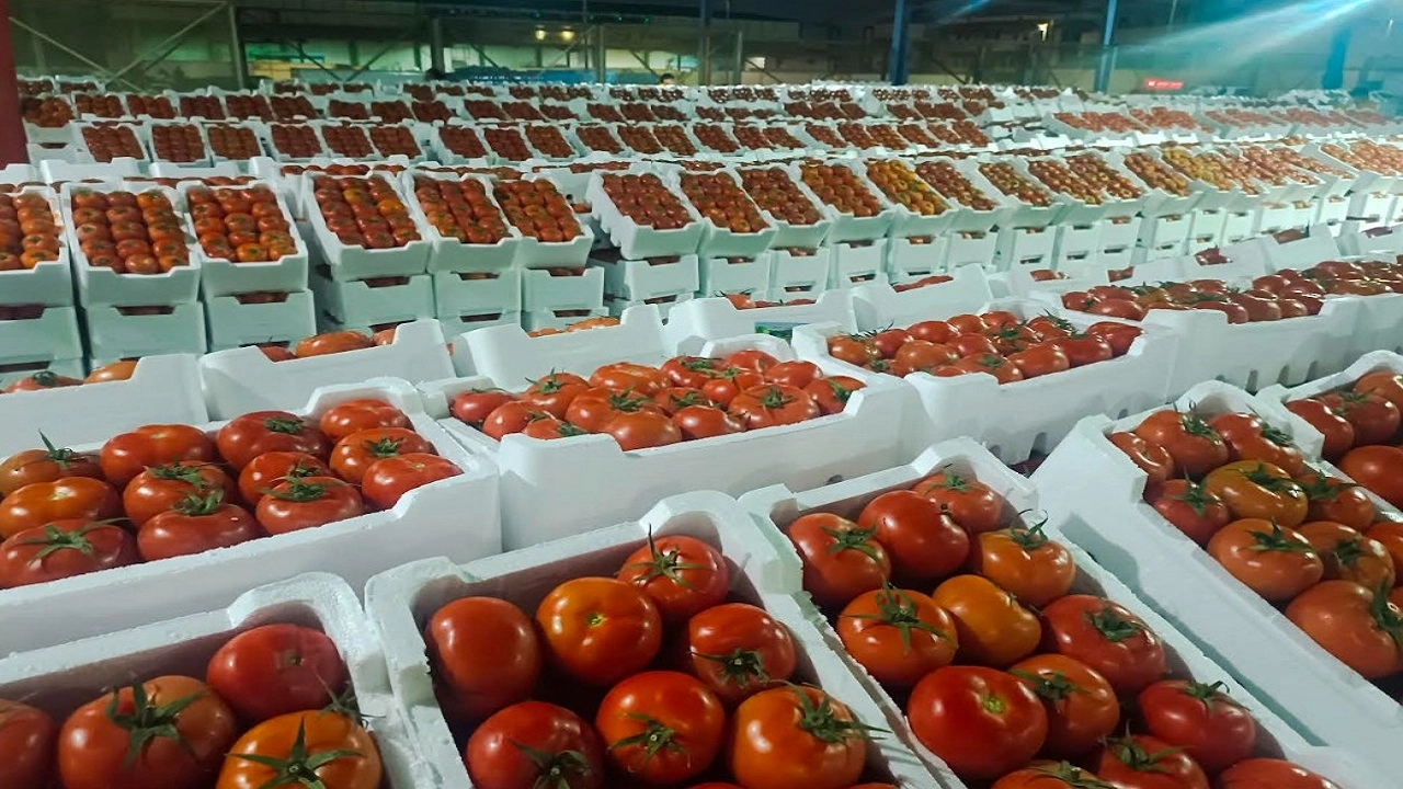 সৌদি আরবের আবহাওয়া অনুকূল থাকায় টমেটোর বাম্পার ফলন হয়েছে।