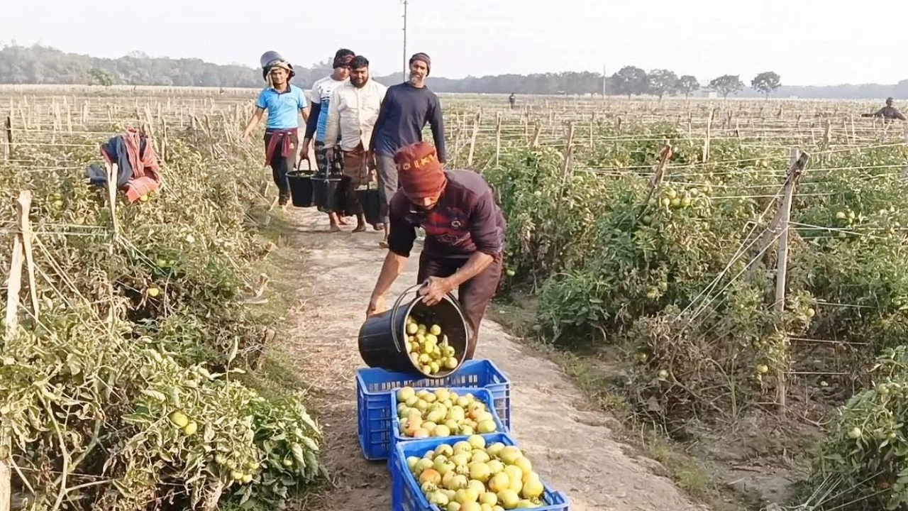 ৪২ বিঘা জমিতে টমেটো চাষ ৬০ লাখ টাকা খরচে ৪০ লাখ টাকা লাভের আশা