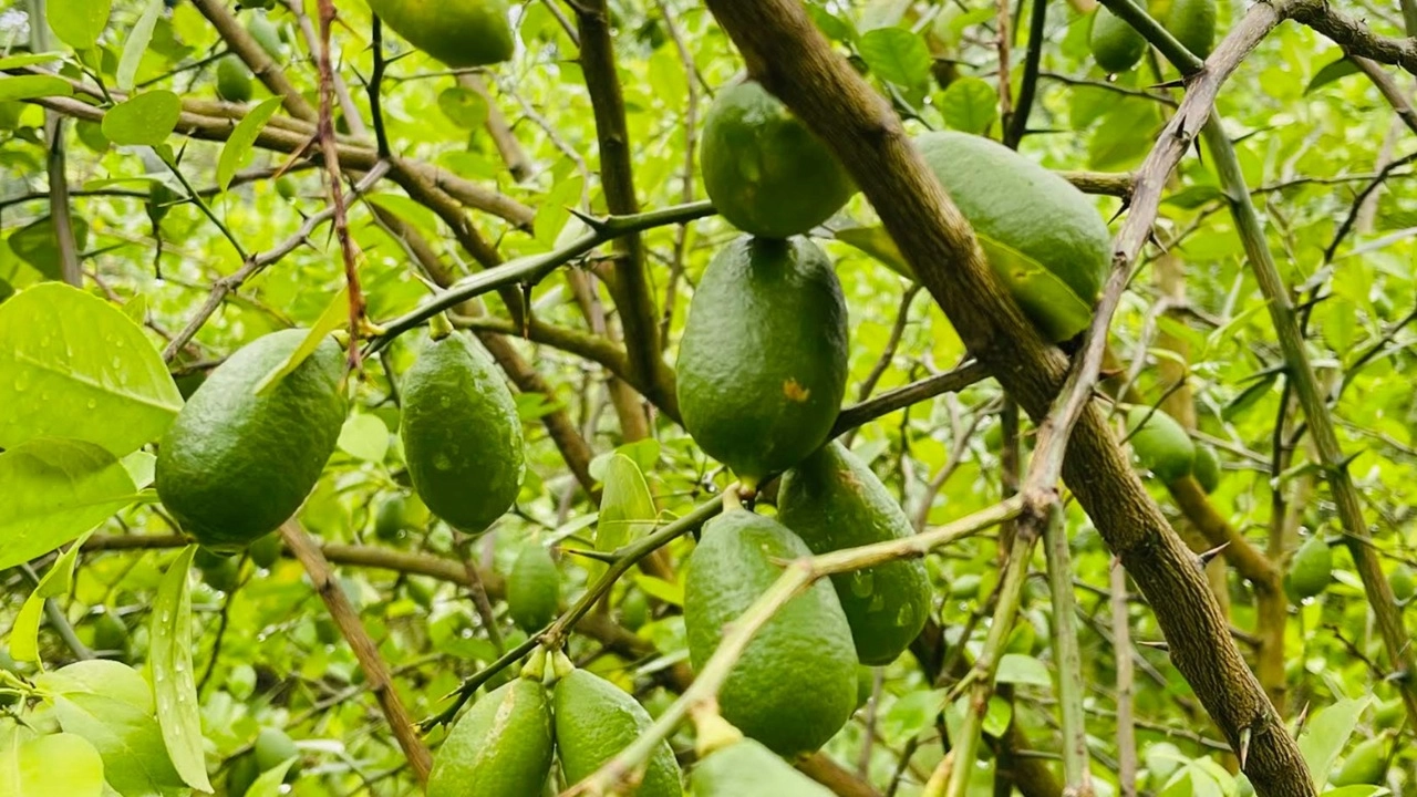 বরিশালের খুচরা বাজারে ক্রেতাদের বিপাকে