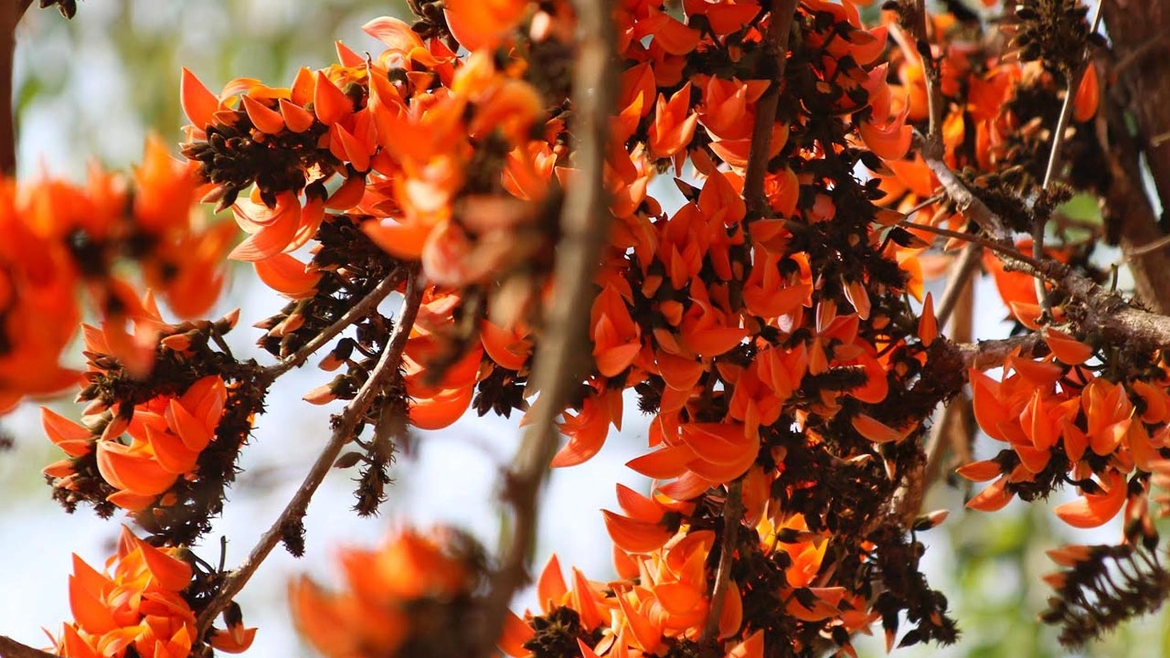 পলাশ ফুল