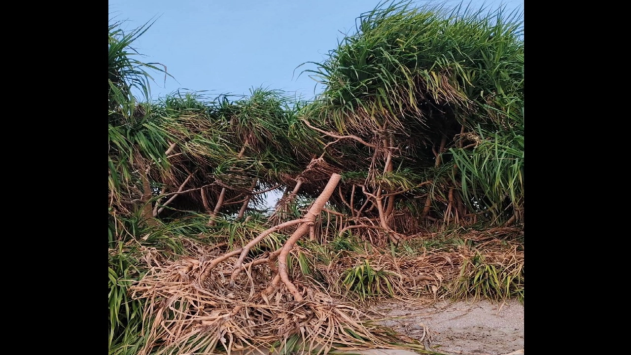 উজাড় করা কেয়াবন