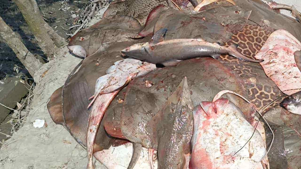 নিষিদ্ধ শাপলা পাতা মাছ