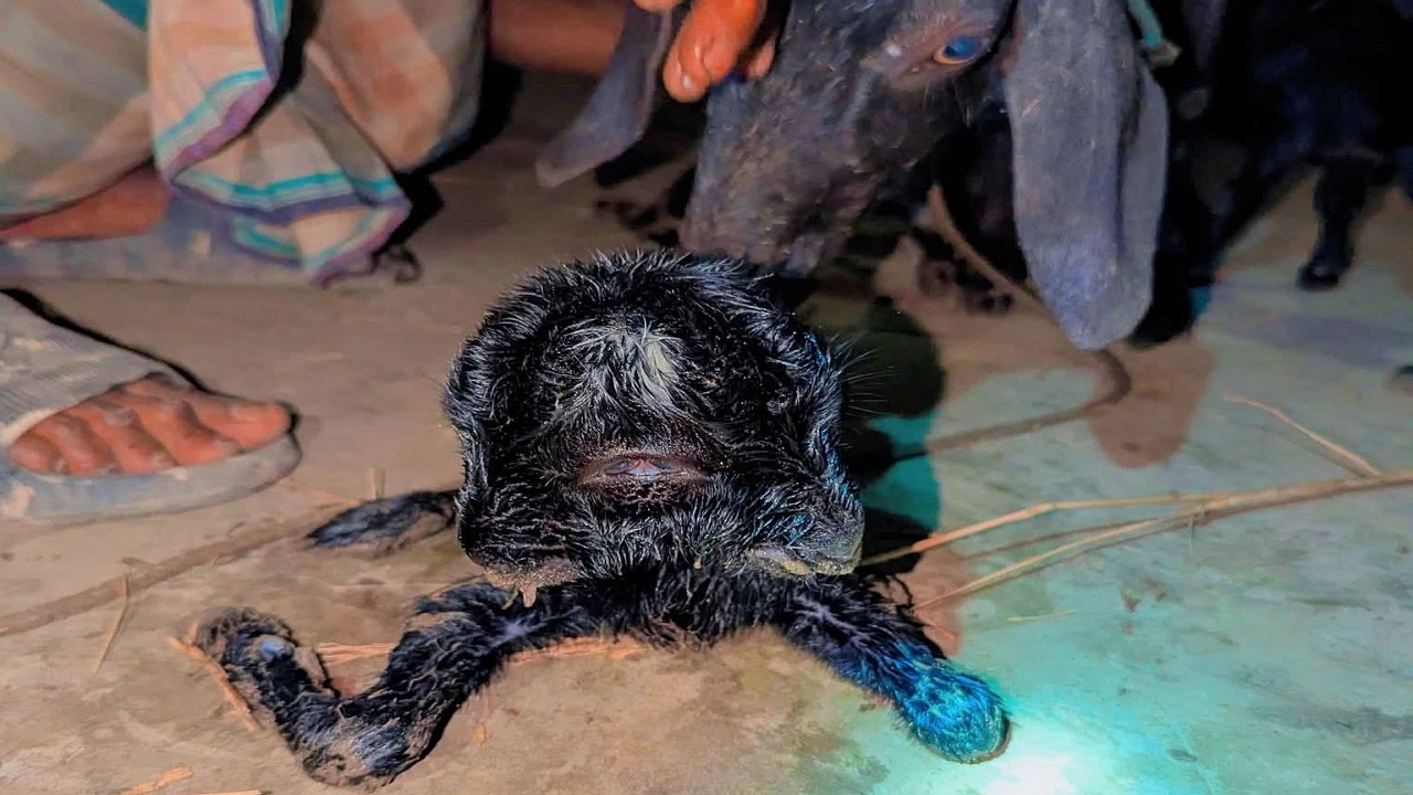 দুই মুখ-চার চোখের ছাগলছানা