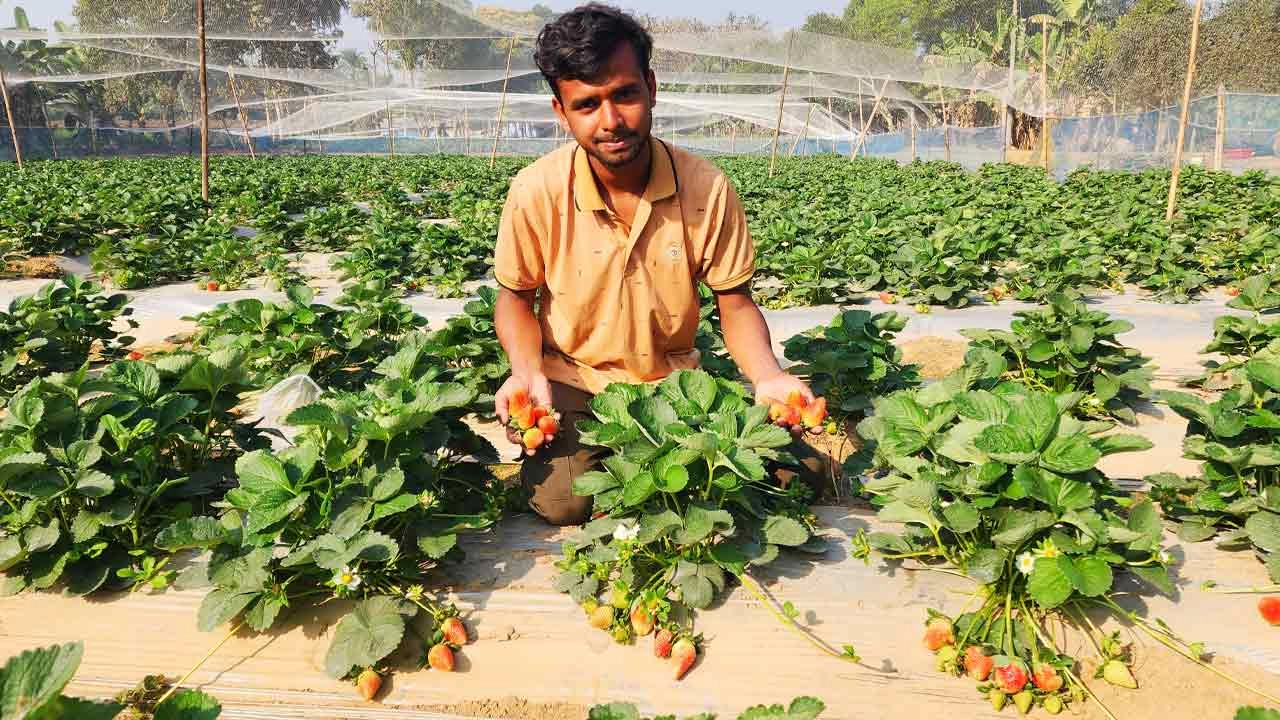 টাঙ্গাইলের ঘাটাইল স্ট্রবেরি চাষ