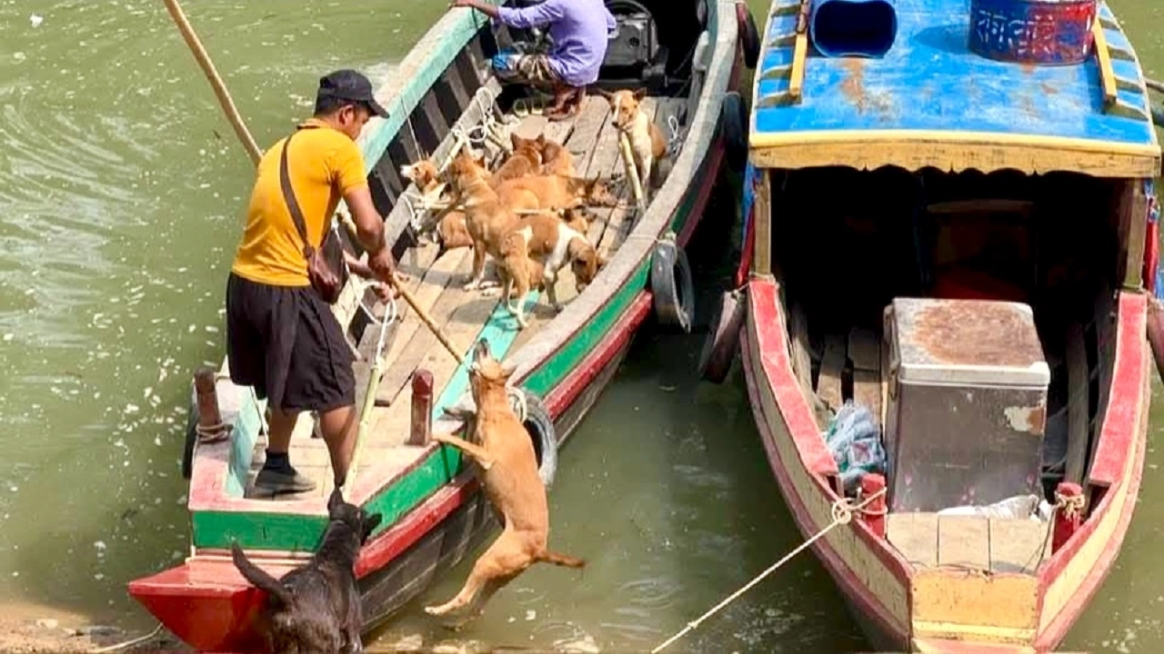 মিজোরামে পাচার হচ্ছে কুকুর