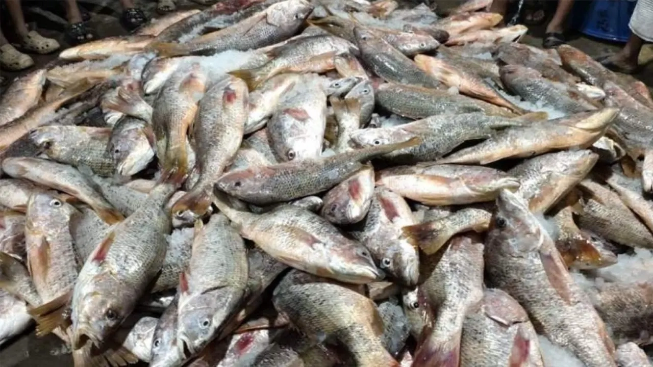 এক জালে ১২০ মণ লাল কোরাল