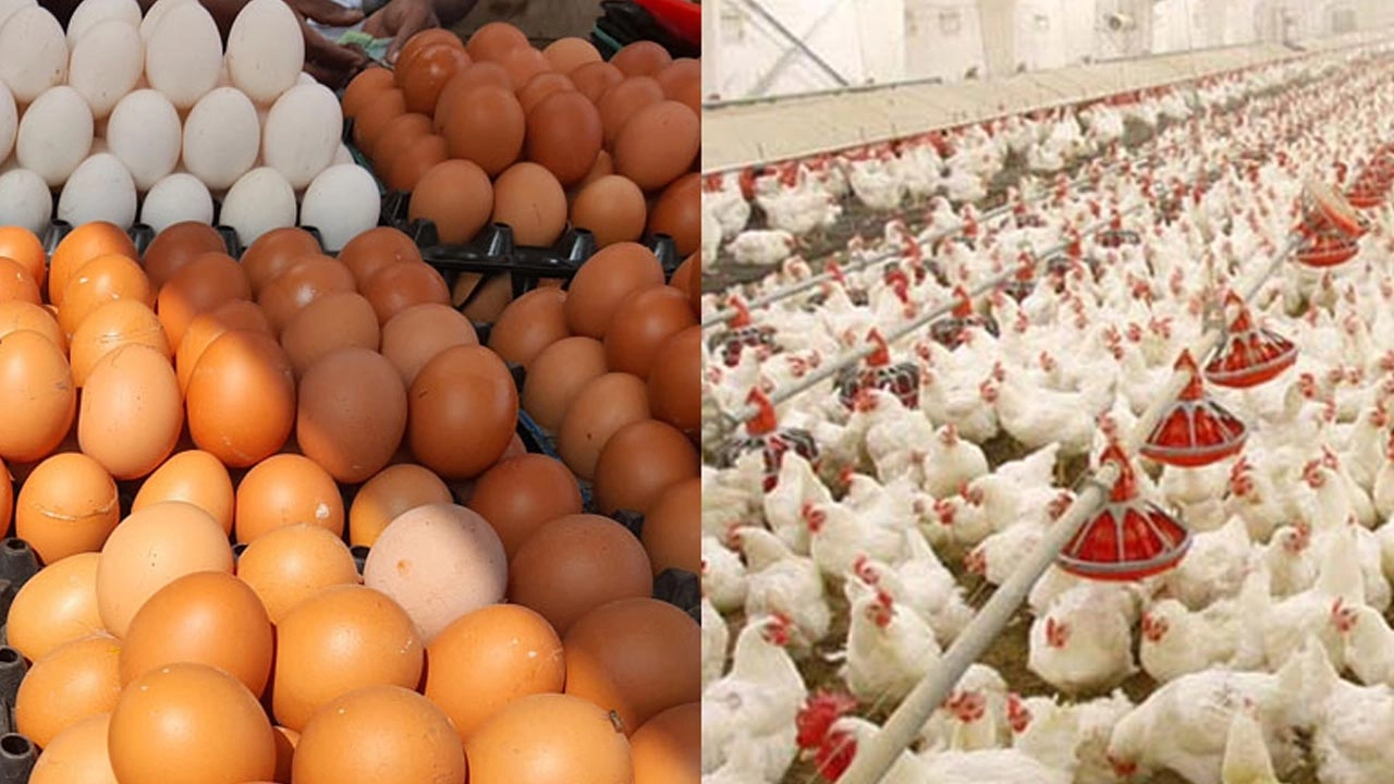 ডিম ও মুরগী