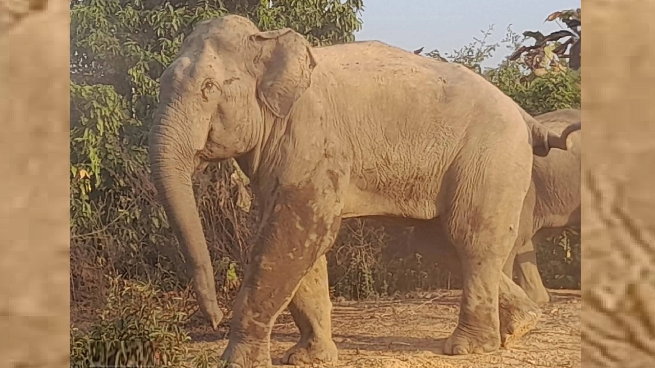 বুনো হাতি