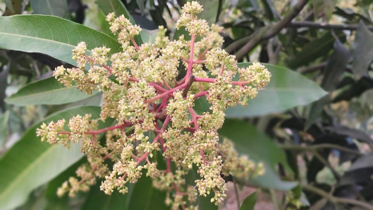 আমের মুকুল