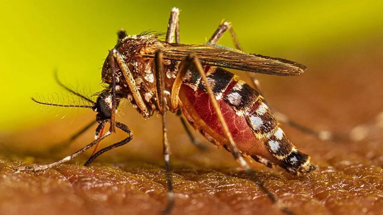 এডিস মশা