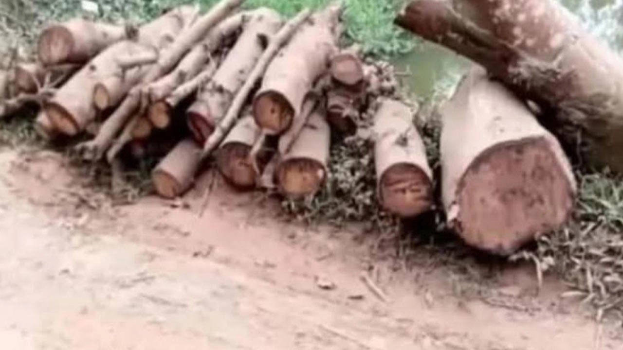 ঘটনাস্থলে গিয়ে গাছ জব্দ করা হয়েছে।