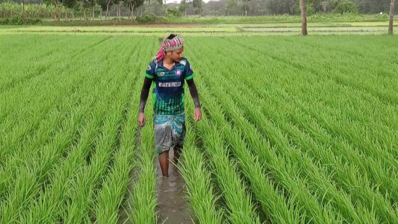 মতলব উত্তরে মেঘনা ধনাগোদা সেচ প্রকল্প এলাকায় ধানক্ষেতে পরিচর্যায় ব্যস্ত কৃষক। ছবি: এনপিবি