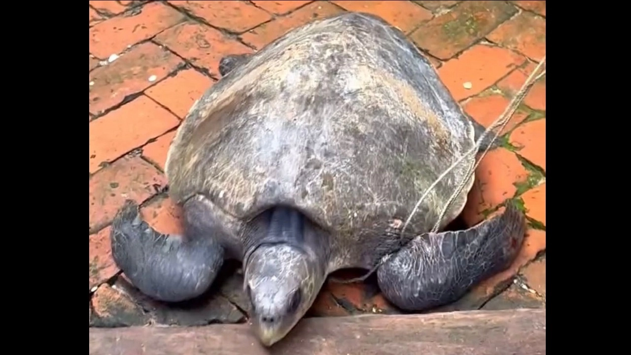 সামুদ্রিক কচ্ছপ