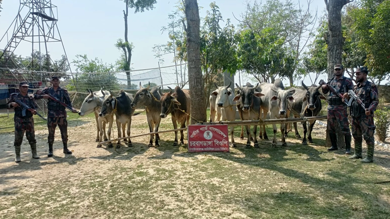 চাঁপাইনবাবগঞ্জ সীমান্তে অভিযান চালিয়ে গরু জব্দ করেছে বিজিবি