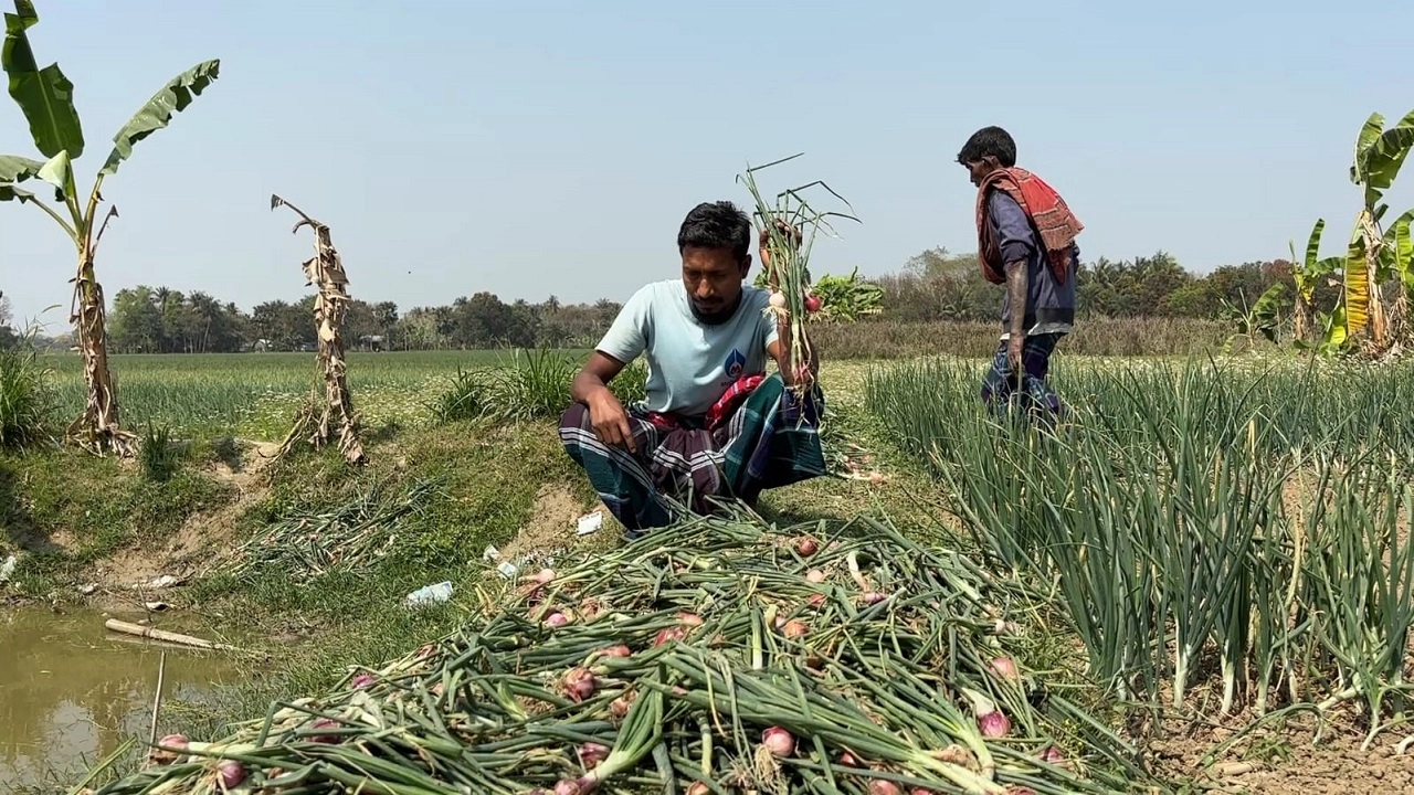 কৃষকের রসুন ও পেঁয়াজ ক্ষেত নষ্ট