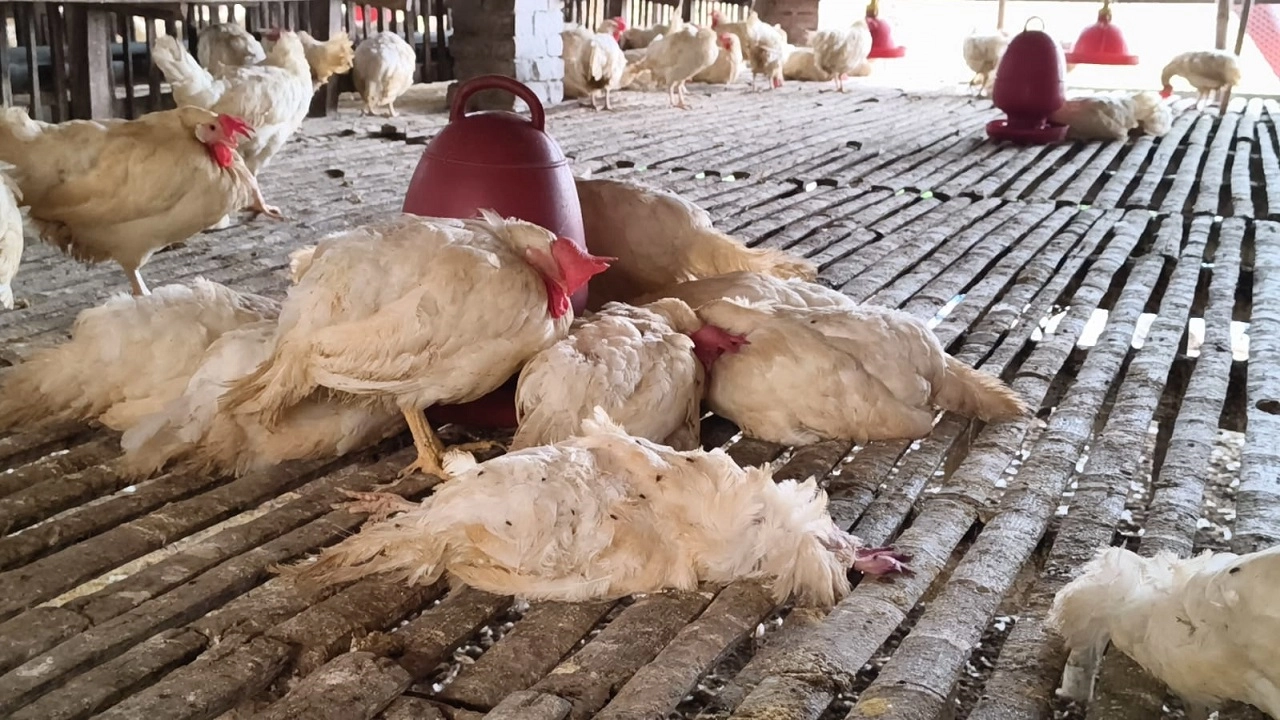 মারা যাওয়া মুরগি