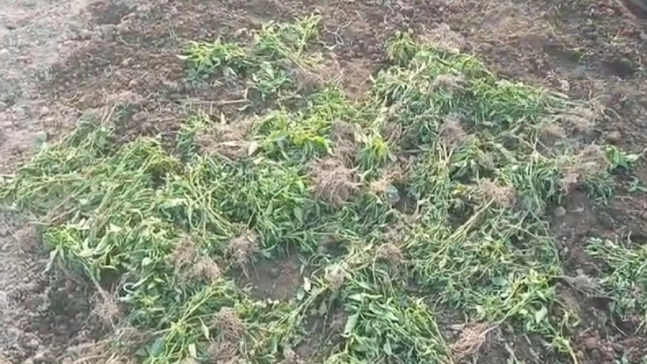 মরিচ ক্ষেত উপড়ে ফেলার অভিযোগ