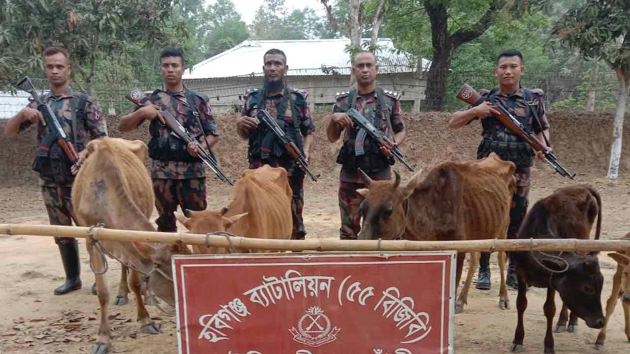 ৫টি ভারতীয় গরু জব্দ