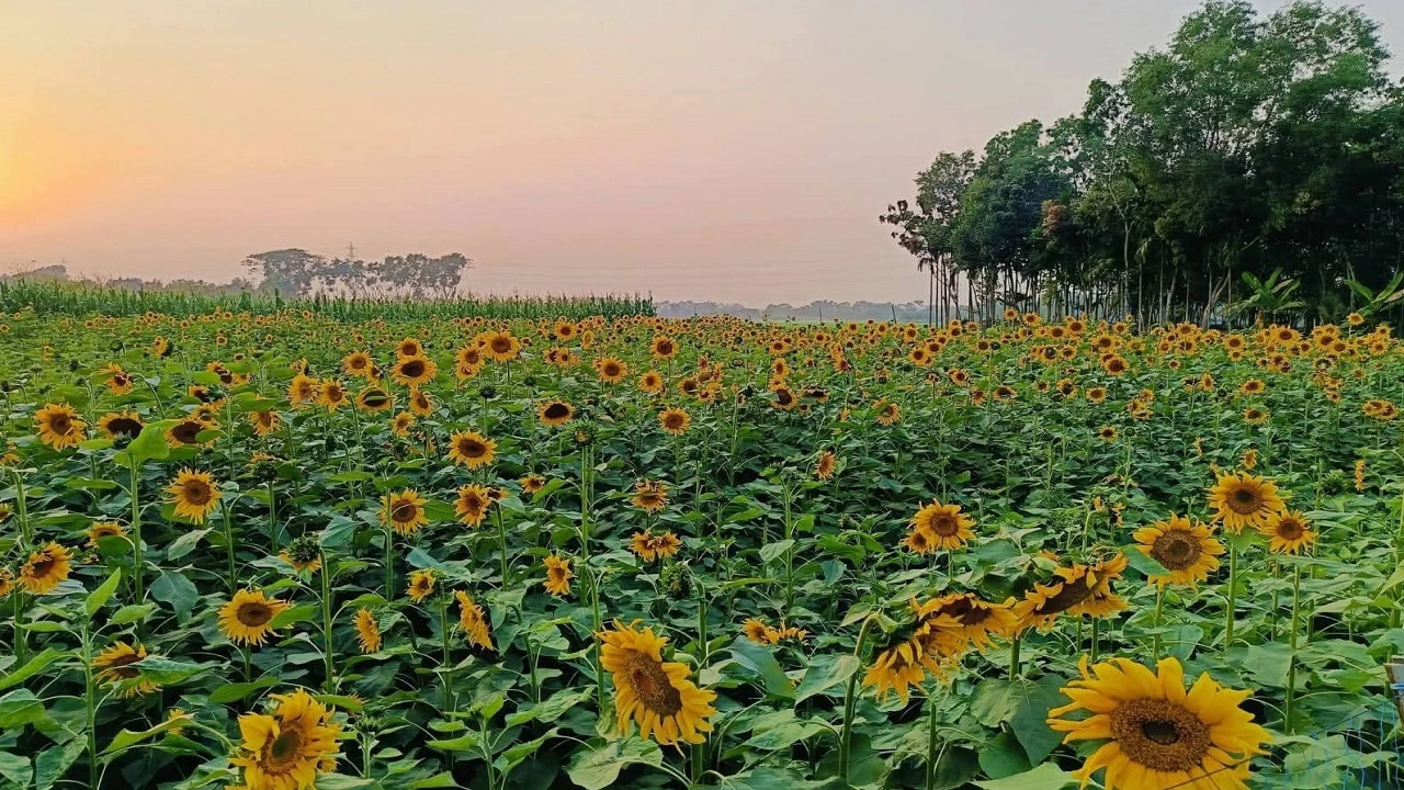 সূর্যমুখী