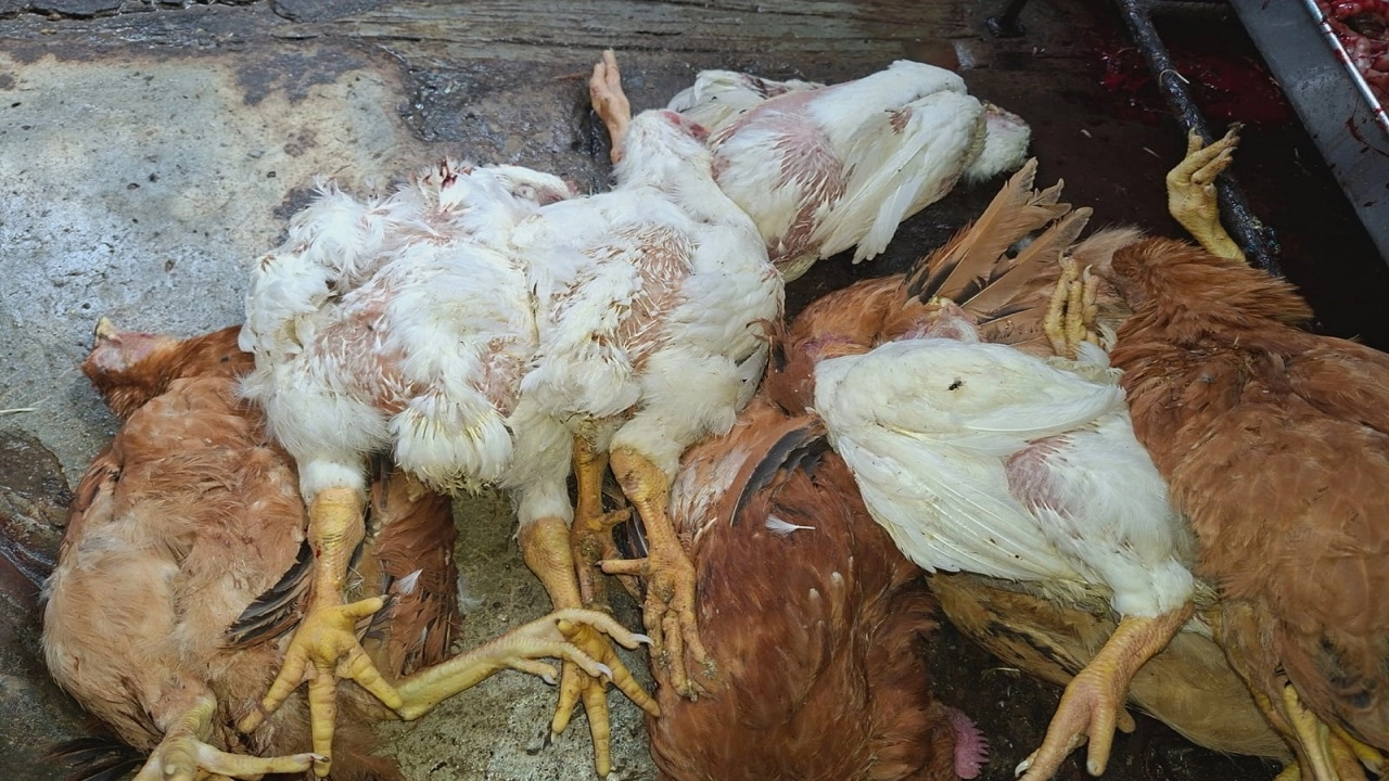 মৃত মুরগী বিক্রির জন্য সংরক্ষণ