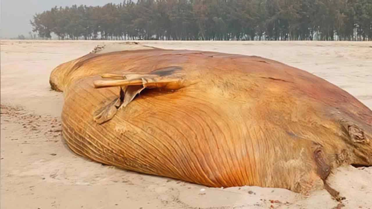 তুবদিয়ার উপকূলে ভেসে আসা প্রায় দেড় টন ওজনের মৃত তিমি