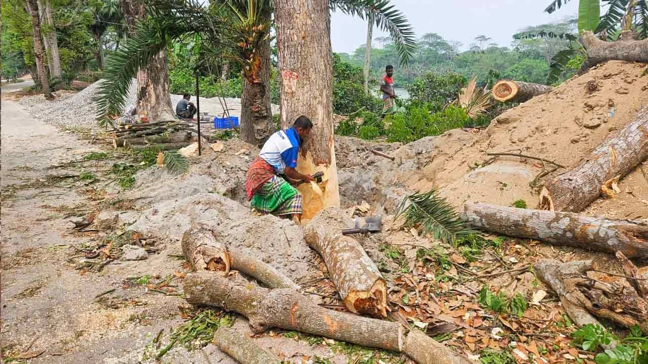 ঝালকাঠিতে ১৬০টি গাছ কাটার পর স্থগিত প্রায় দুই হাজার গাছ কাটার প্রকল্প