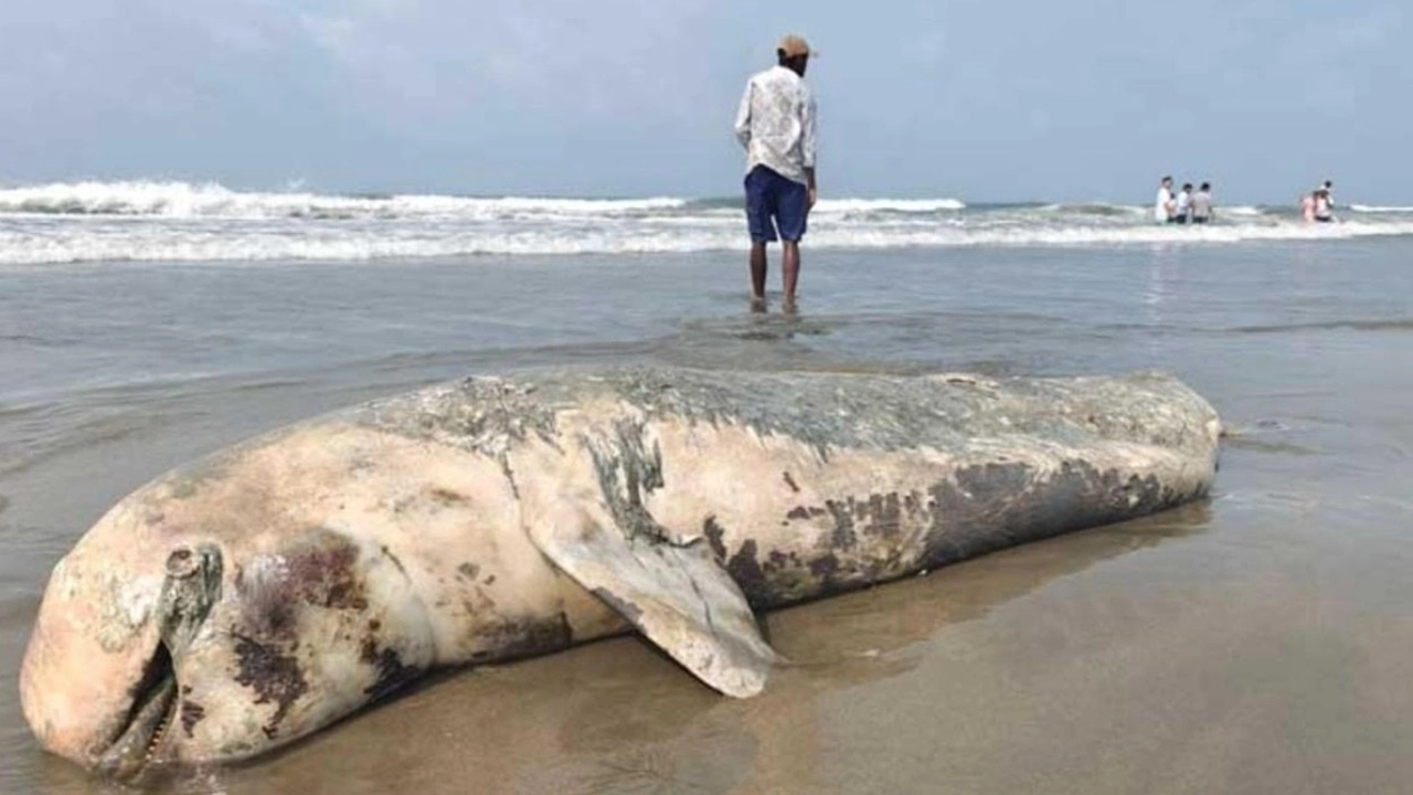 সৈকতে ভেসে এলো মৃত ডলফিন