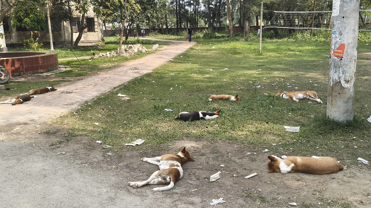খাবারের সন্ধানে দিকবিদিক ছুটছে ক্যাম্পাসের অসহায় কুকুর ও বিড়াল