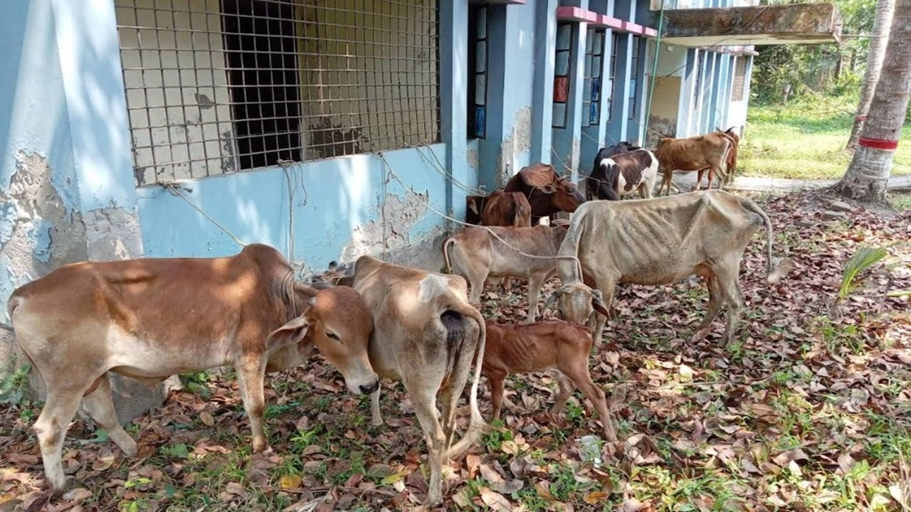 পিরোজপুরের ভাণ্ডারিয়ায় গত দুই দিনে আন্তঃ জেলা গরু চোর চক্রের ১ নারীসহ ৫ সদস্যকে গ্রেফতার করেছে ভাণ্ডারিয়া থানা পুলিশ।