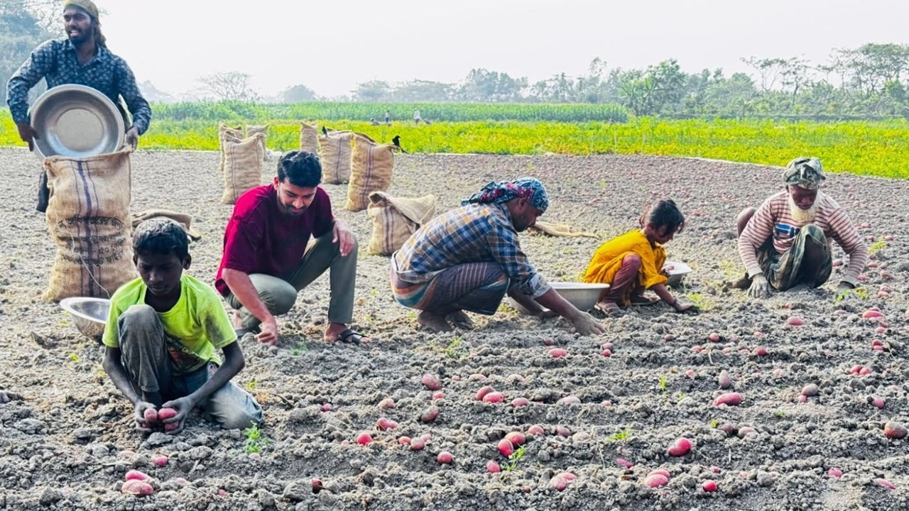 চাঁদপুরের মতলব উত্তর ও মতলব দক্ষিণ উপজেলার আলু চাষীরা