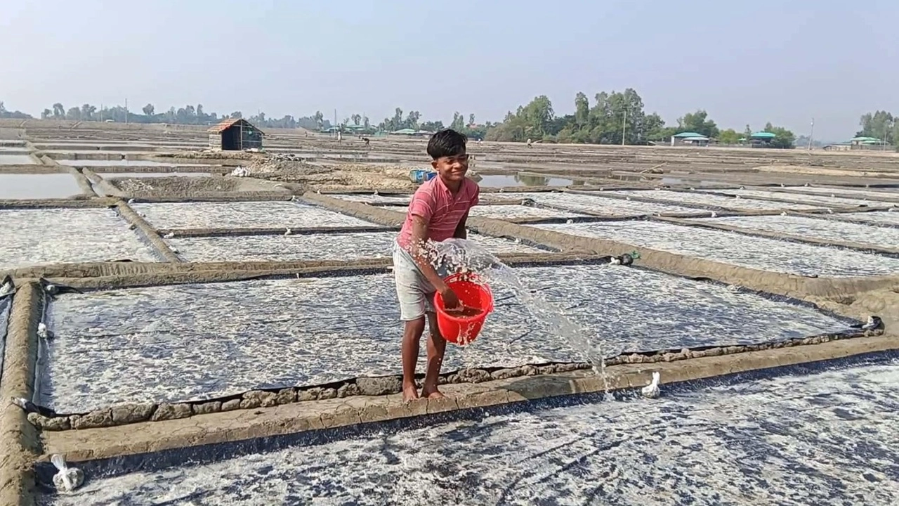পেকুয়া ও কুতুবদিয়ার লবণ চাষীরা