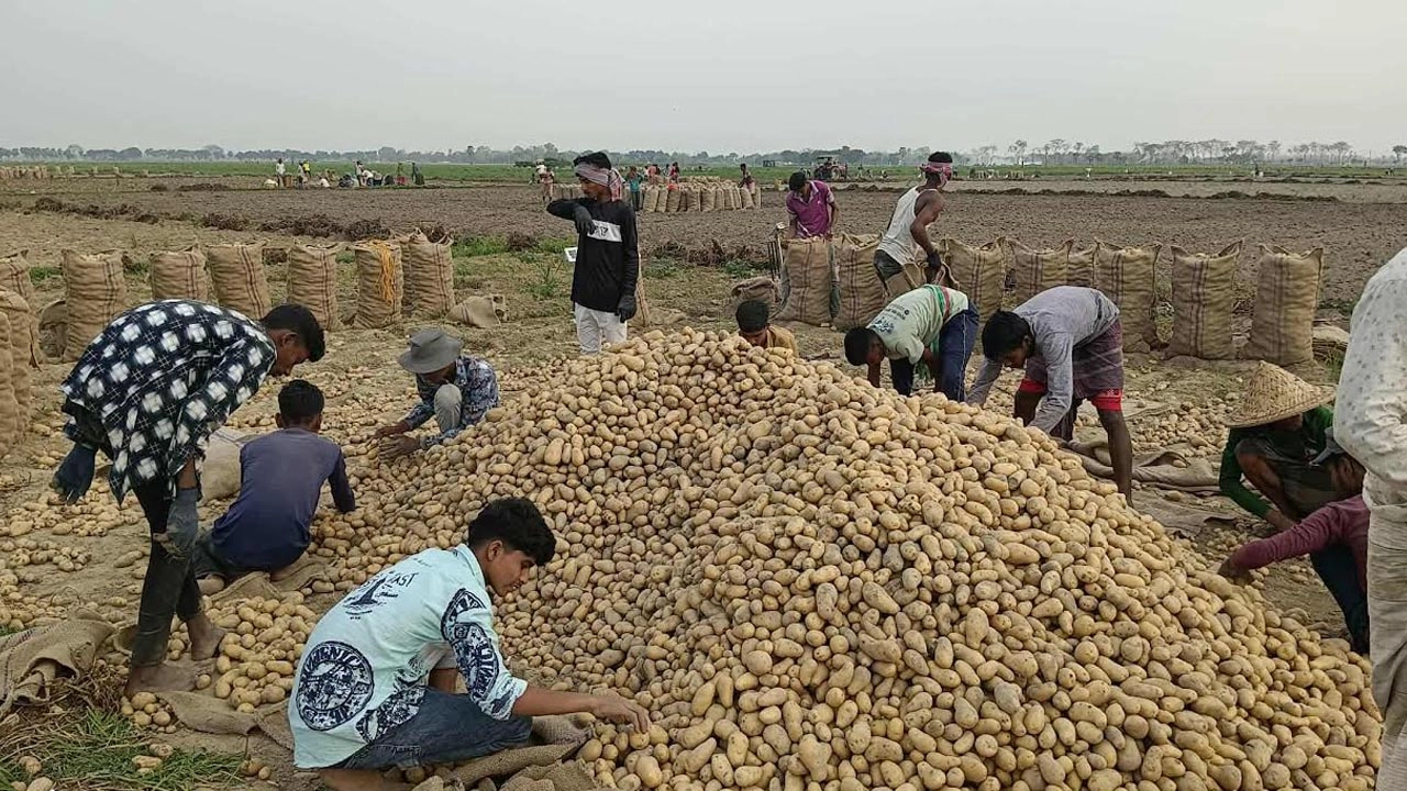 বস্তাসংকটের কারণে ব্যবসায়ীরা আলু নিতে পারছেন না