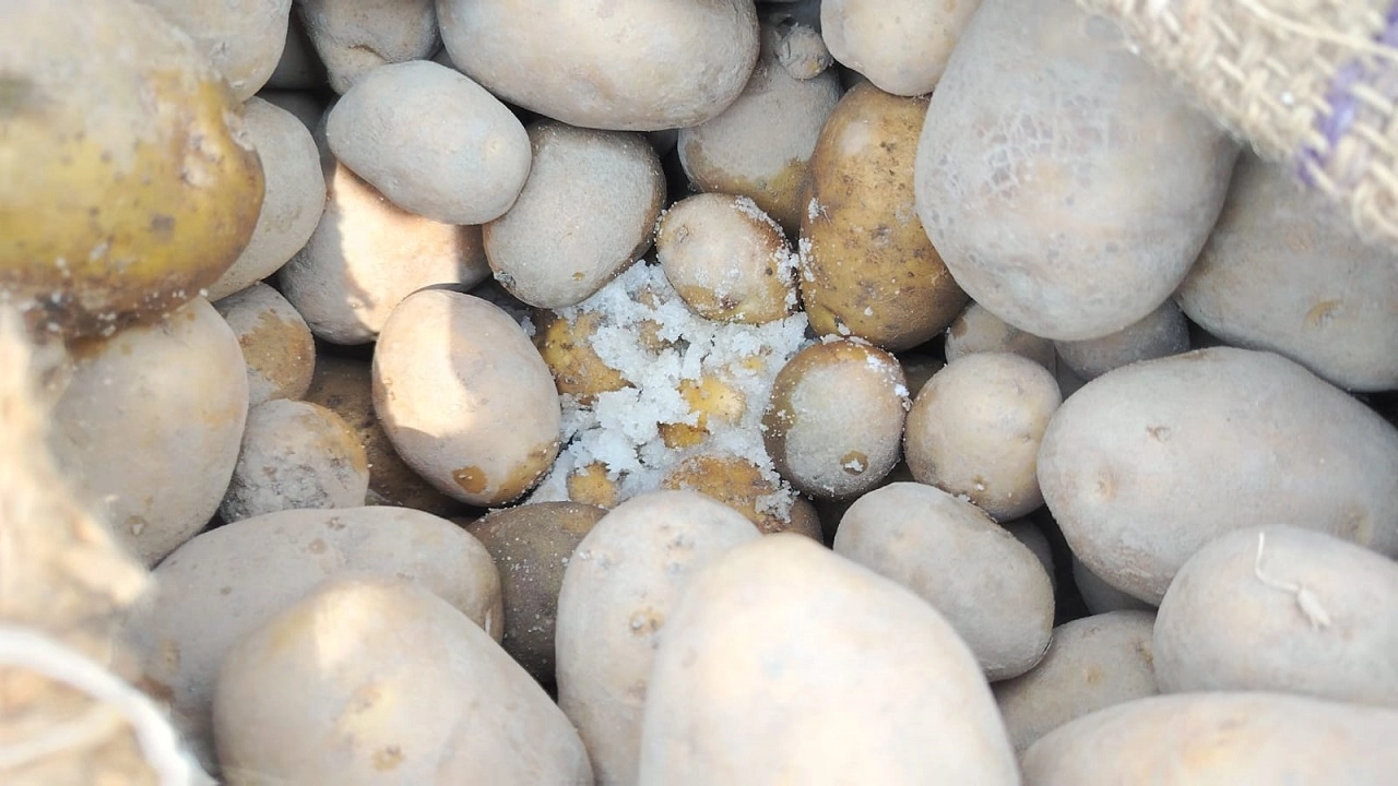 লবণ ছিটিয়ে নষ্ট করা আলু