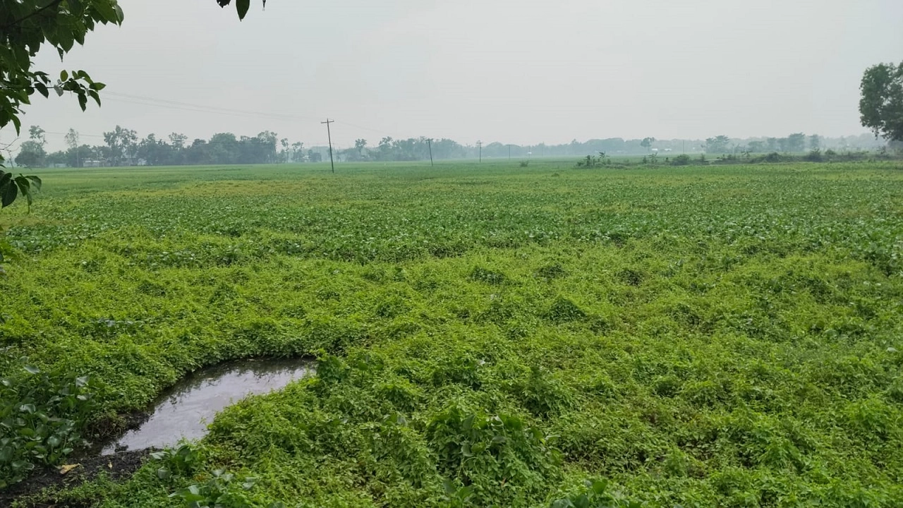 নেত্রকোনার কইজুরি বিল