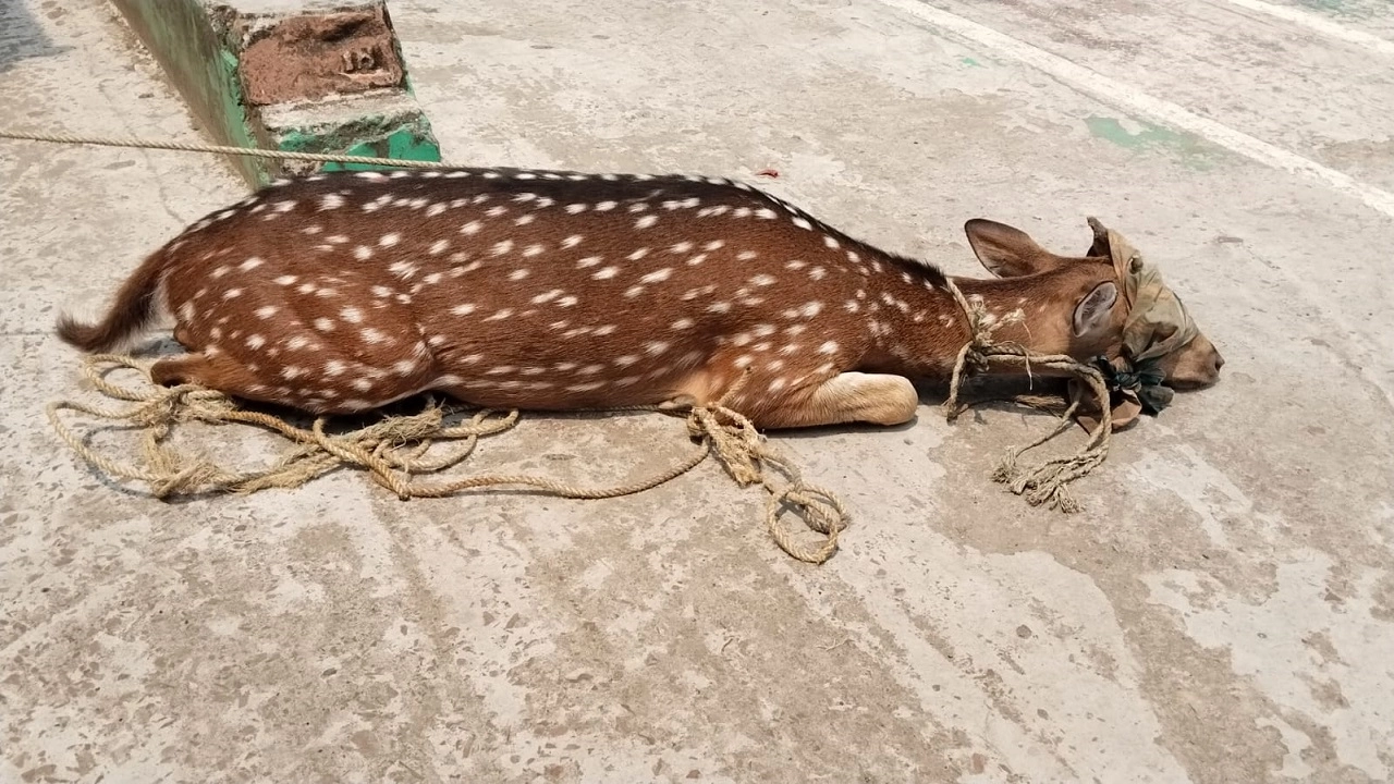 চিত্রা হরিণ