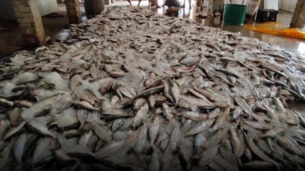 এক ট্রলারে শত মণ ইলিশ, বাজারে চড়া দামে বিক্রি