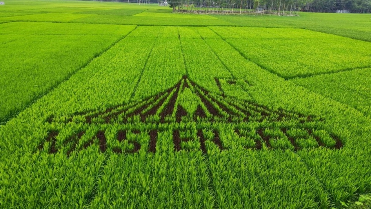 উলিপুরে ধানক্ষেতে জাতীয় স্মৃতিসৌধের নকশা