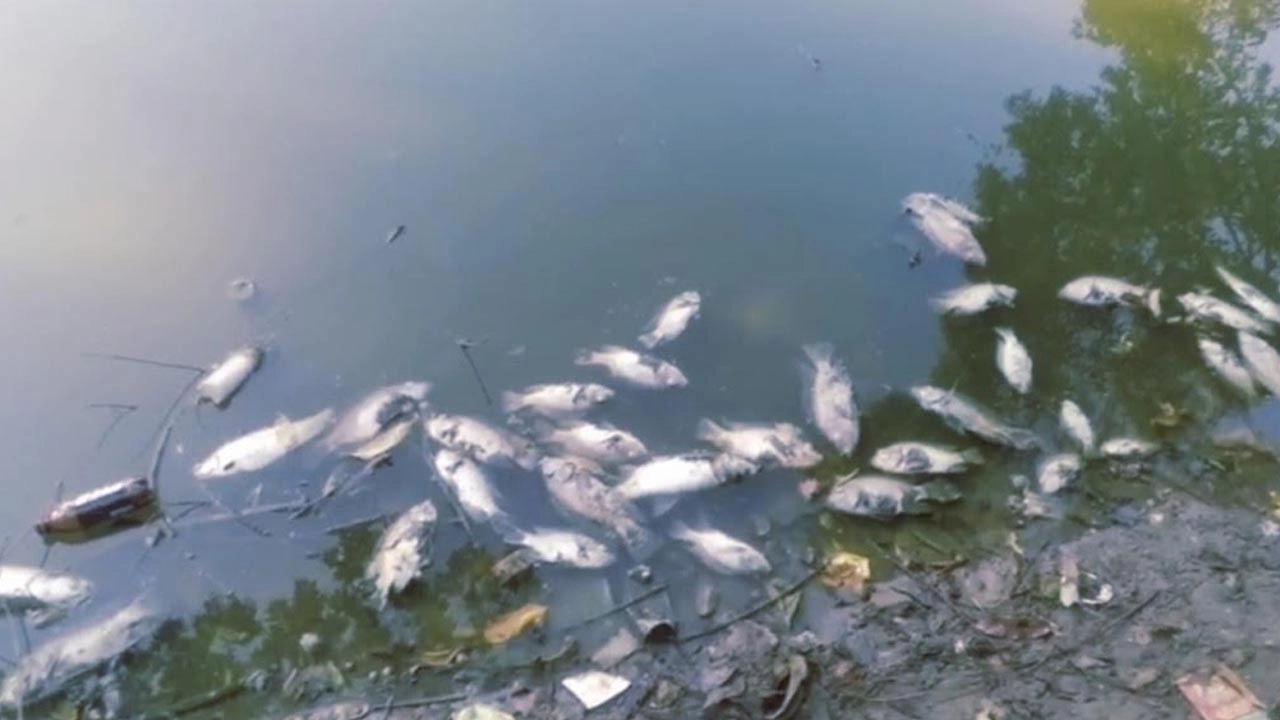 পুকুরে বিষ প্রয়োগ করে ৫ লক্ষ টাকার মাছ নিধন