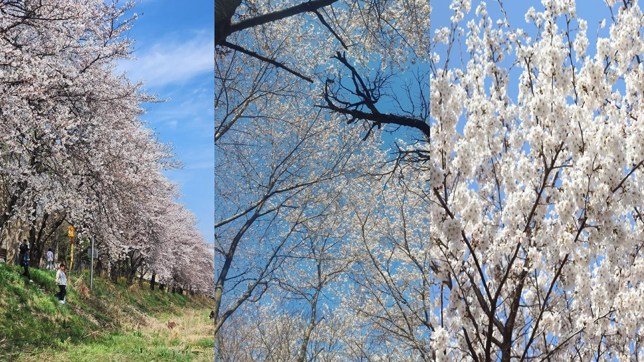 চেরি ফুল