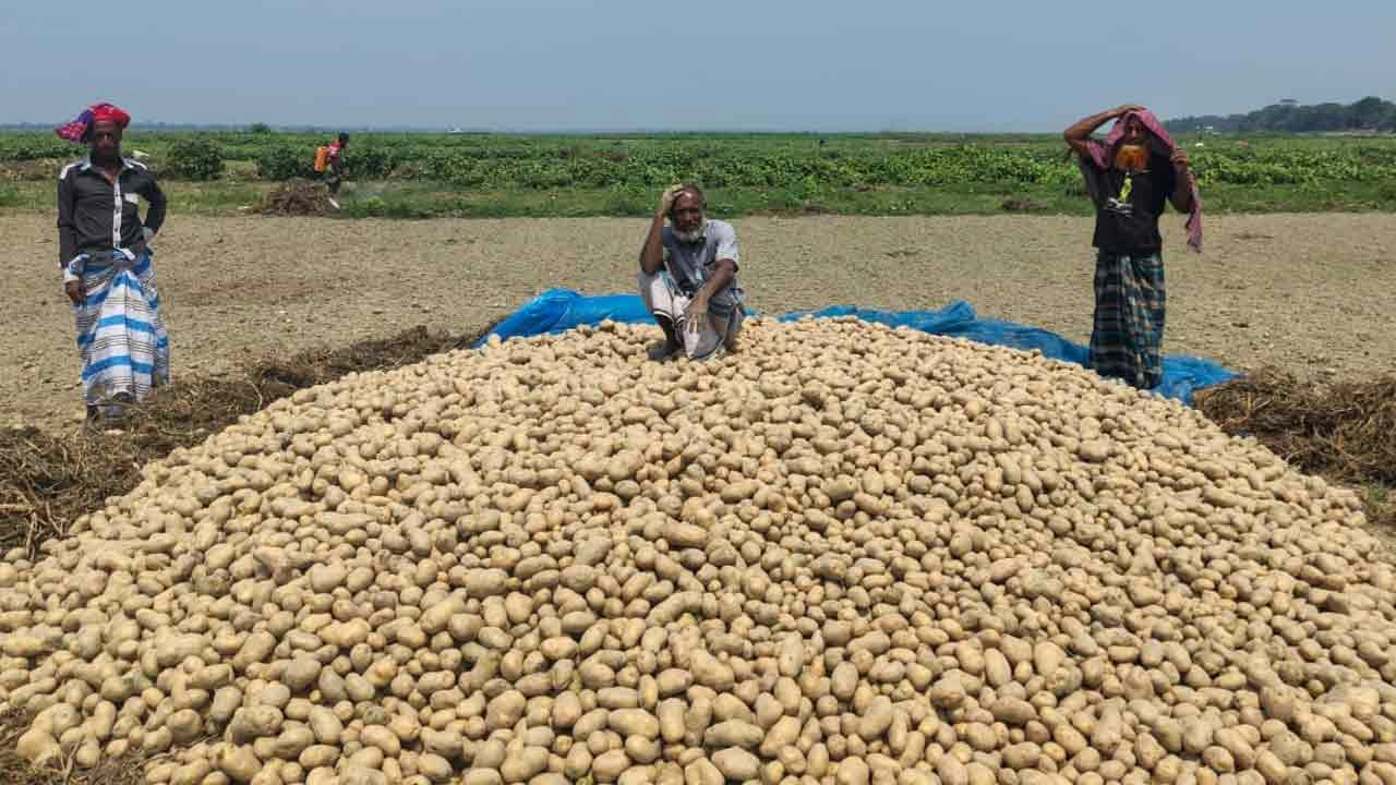 মতলব উত্তরে কালবৈশাখীর বৃষ্টিতে জমে থাকা পানিতে আলুতে পচন, দুশ্চিন্তায় কৃষক