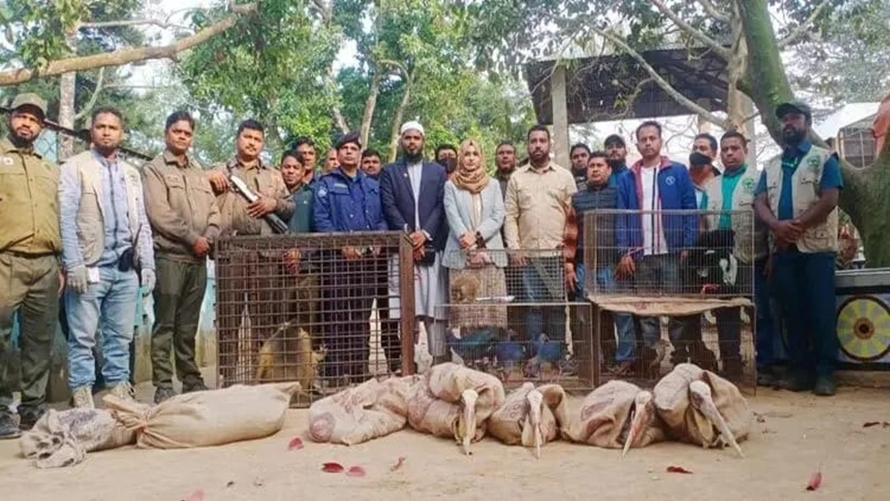 বন্যপ্রাণী উদ্ধারকারীরা