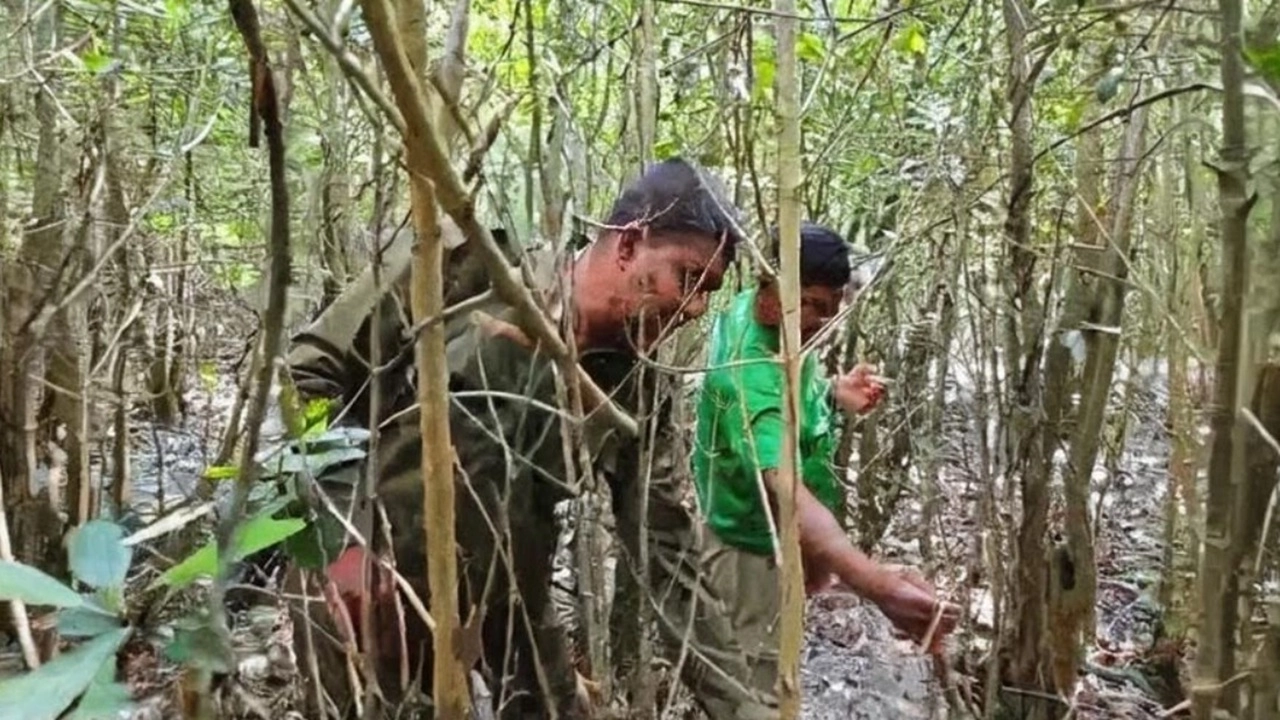 সুন্দরবনে বনবিভাগের অভিযান